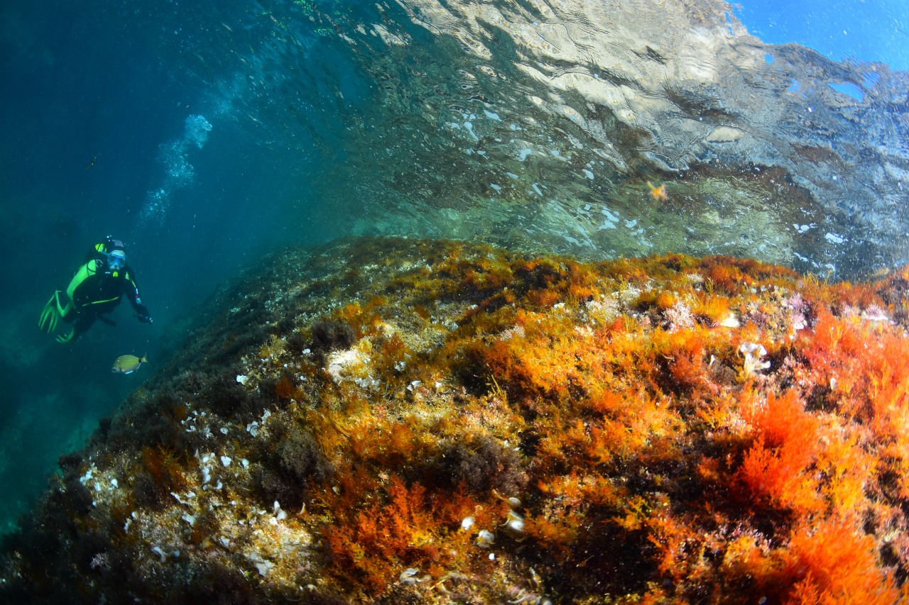 Formation de coralligène dans la réserve marine cerbère-banyuls