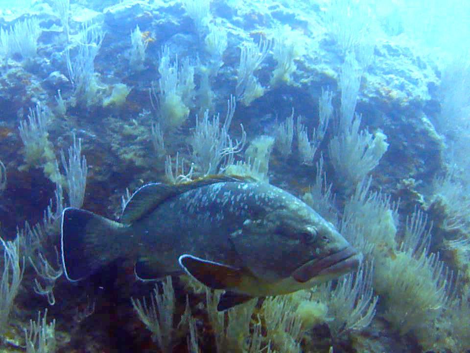 cerbère-banyuls Marine Reserve 